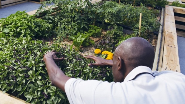 Lionel (not his real name) tends the rooftop garden he has helped to create in inner Sydney. Photo: James Brickwood